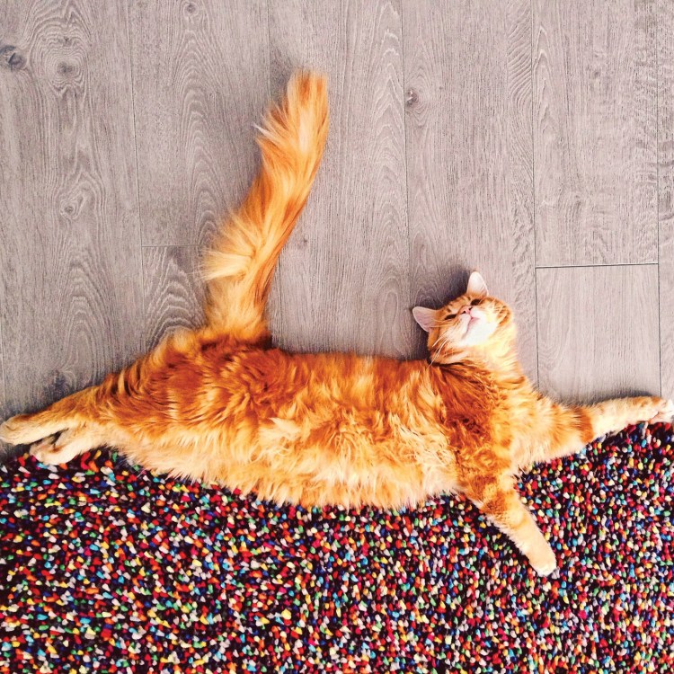 Кот Мейн кун белый с человеком