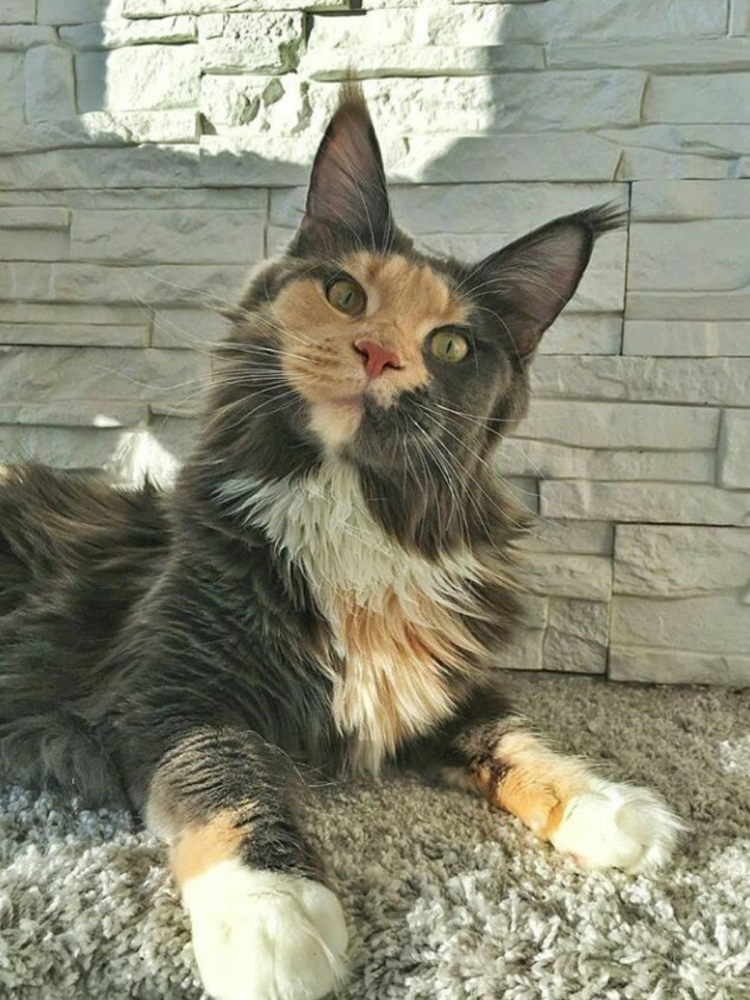 Большой рыжий кот Мейн кун