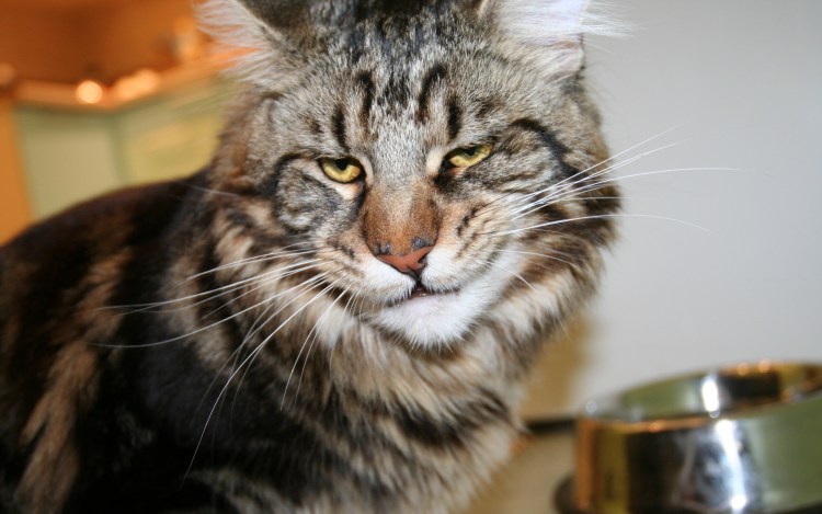 Вибриссы Мейн куна