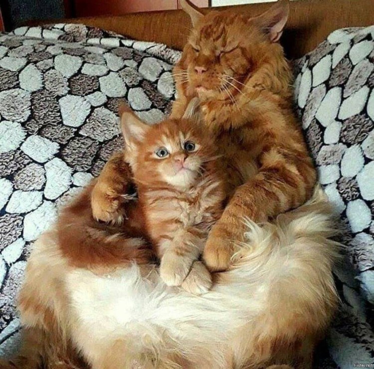 Смешные Мейн куны