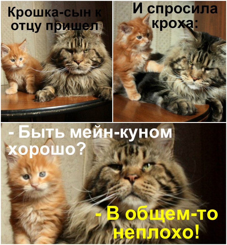 Мейн кун мемы