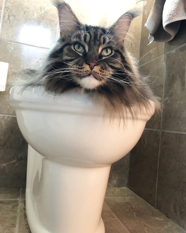 Смешные Мейн куны