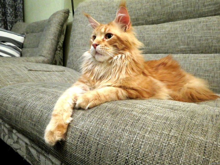 Крупные коты Мейн кун