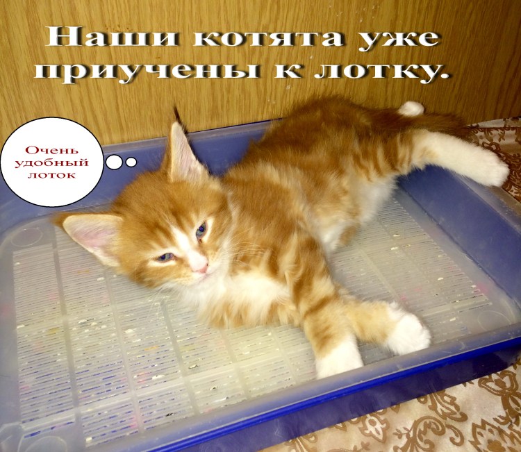 Мейн кун приколы с надписями