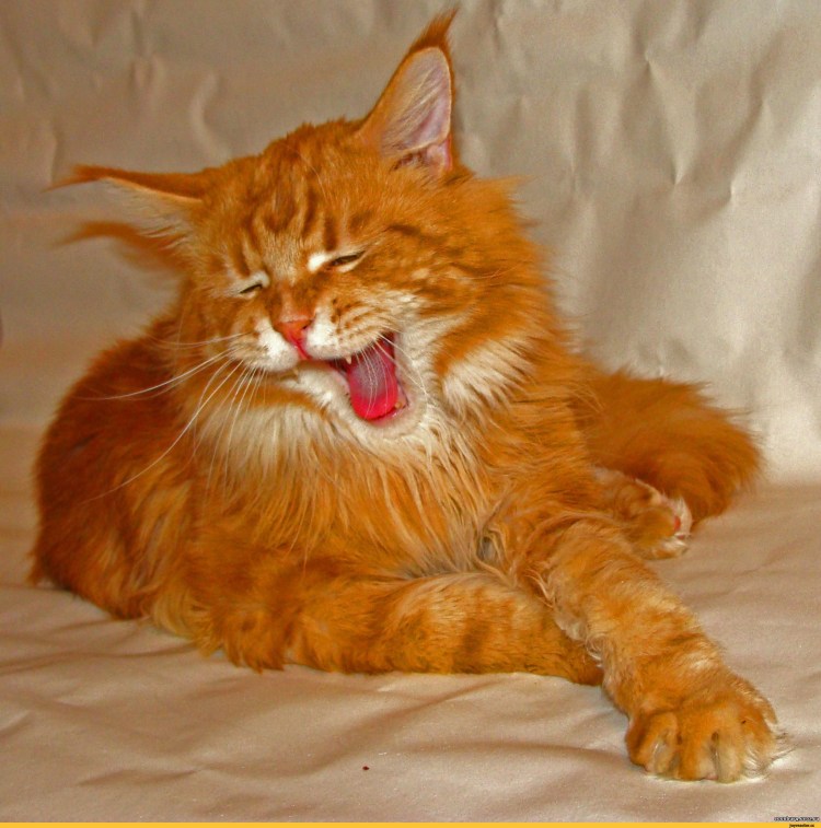 Рыжий Мейн кун злой