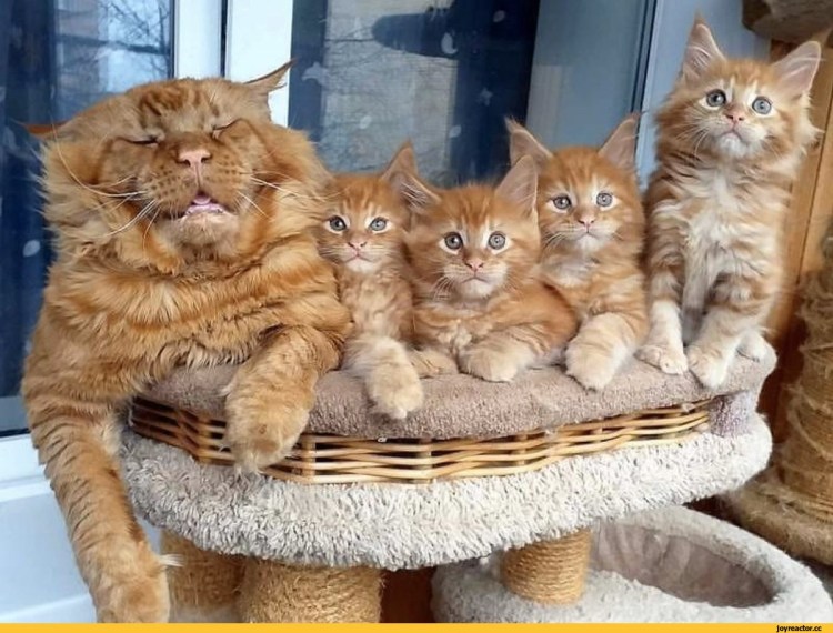 Семейство Мейн кунов