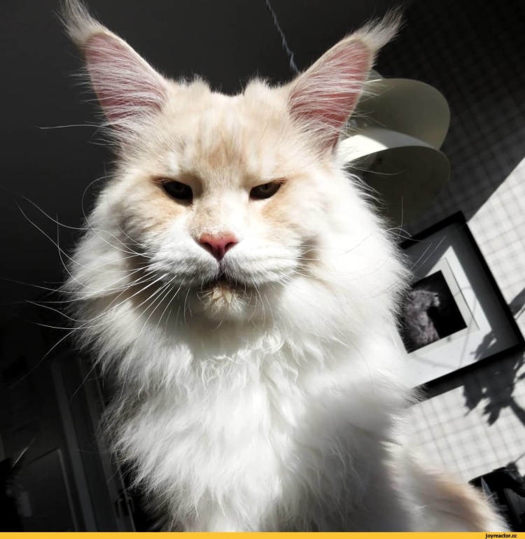 Мейн кун и чихуахуа