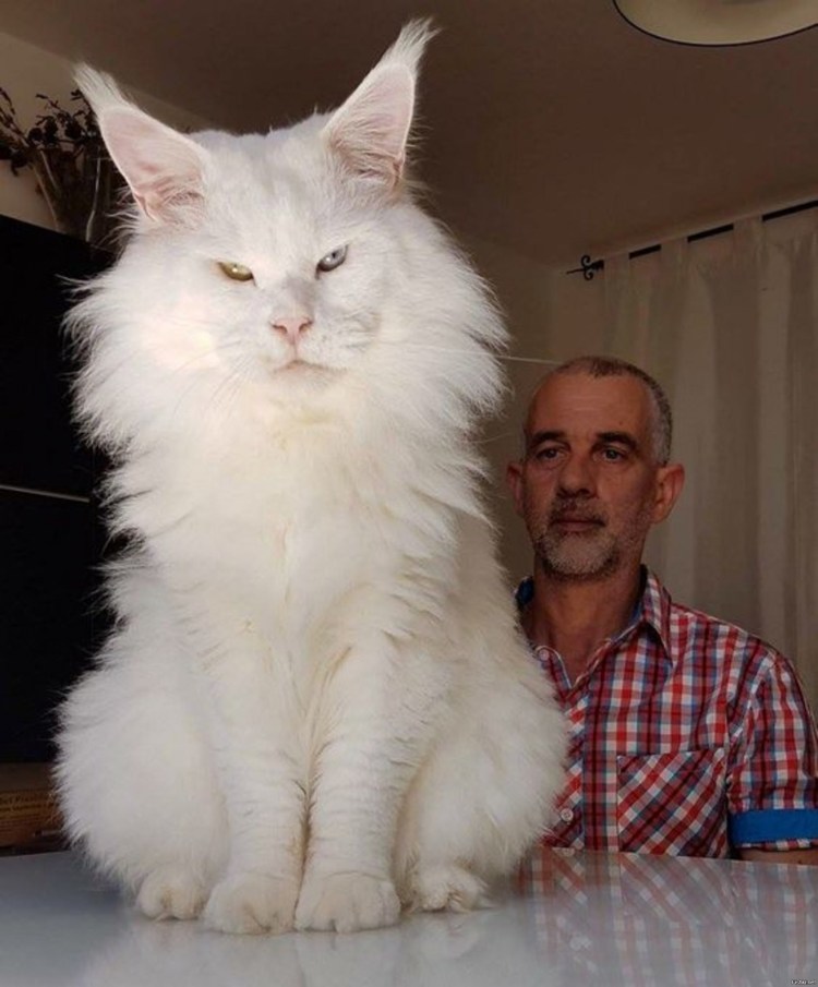 Мейн кун 16 кг