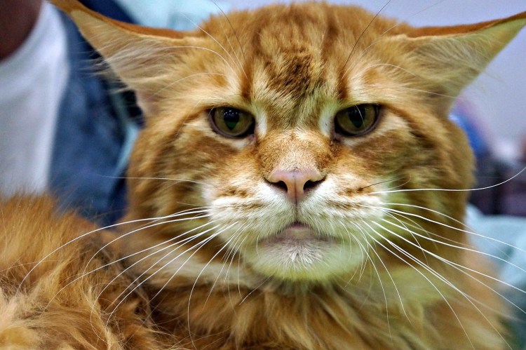 Забавный Мейн кун