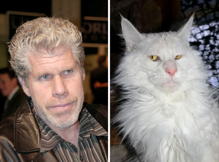 Большие коты Мейн кун