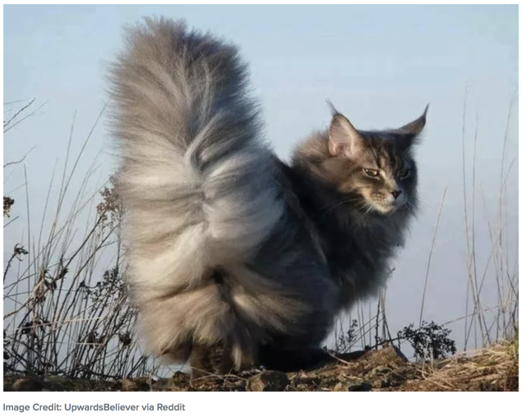 Кошка разбила телевизор