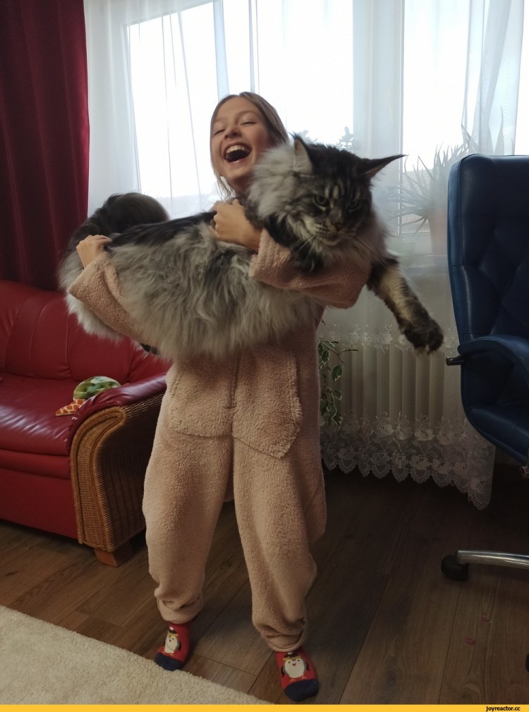 Гигантский кот Мейн кун
