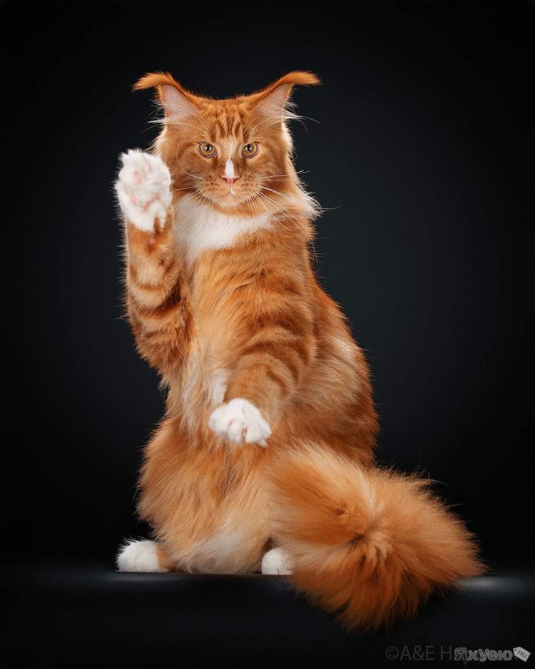 Кот Мейн кун царь