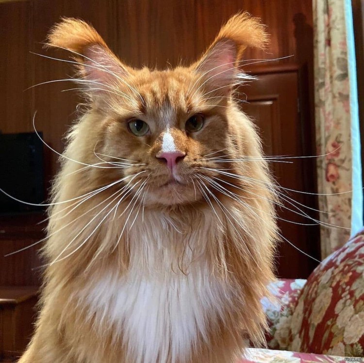 Комикс породы кошек