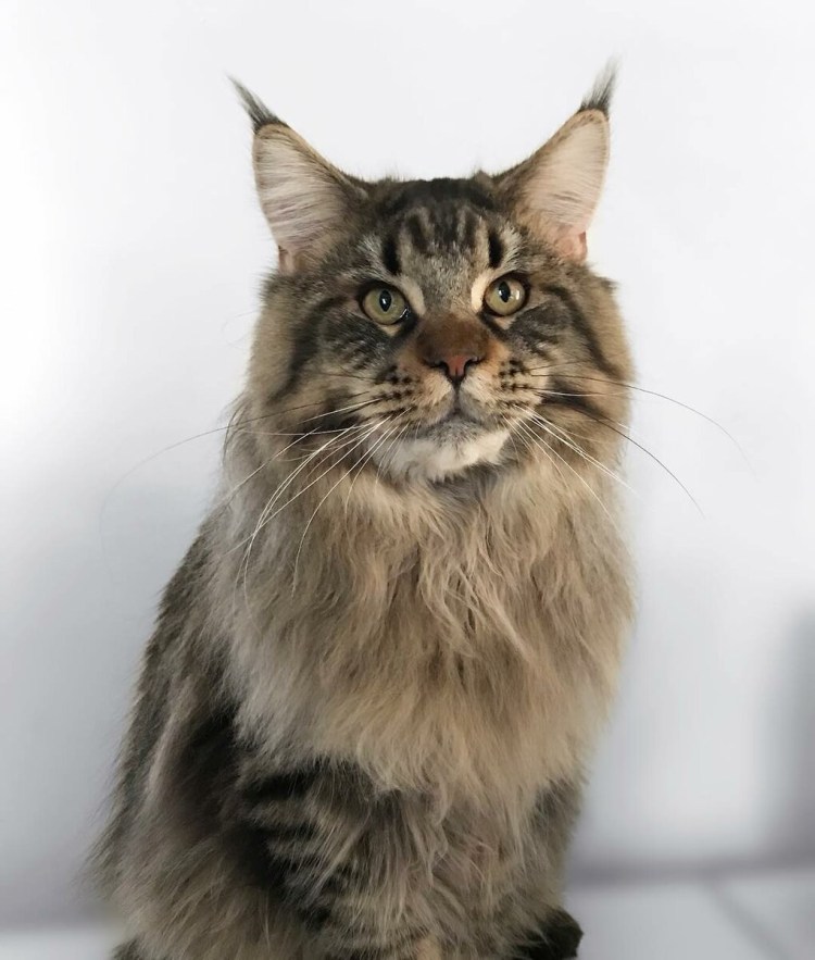 Енотовидная кошка фото