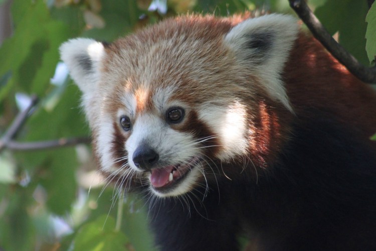 Мейн кун енотовидная кошка