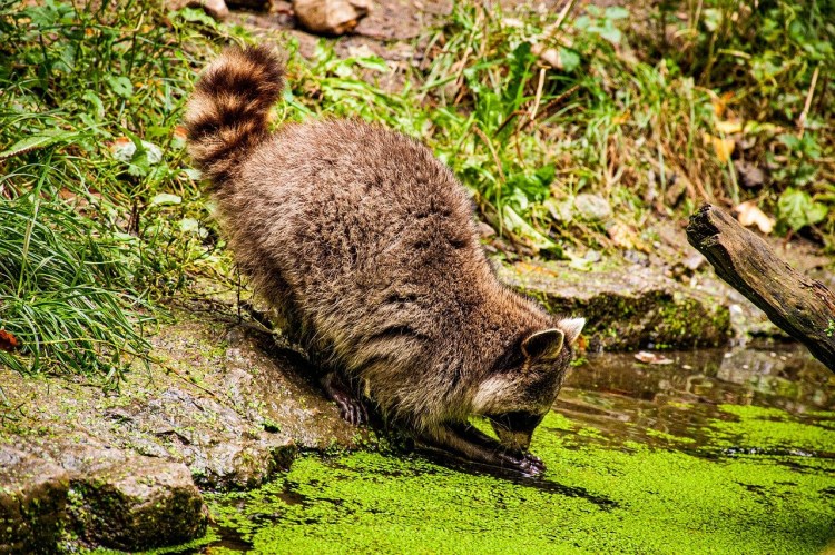 Мейн кун Мэнский енот