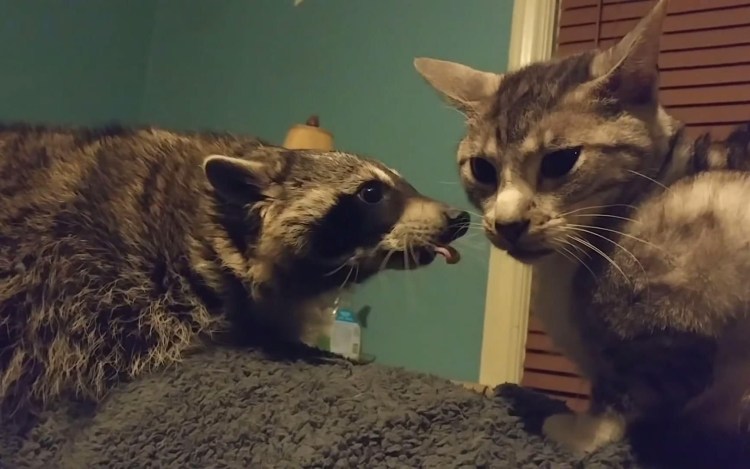 Кот Мейн кун