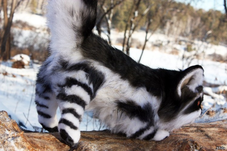 Енот и кошка