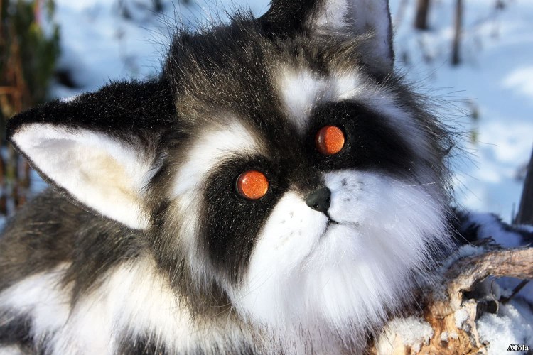 Мейн кун енотовидная кошка