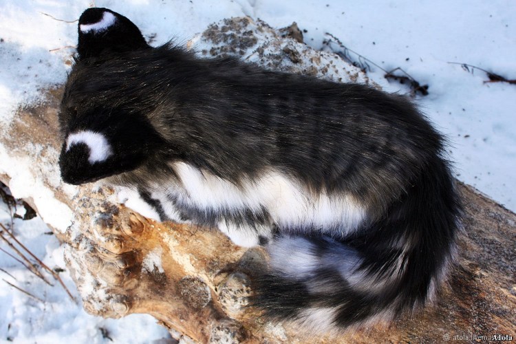 Мейн кун черный