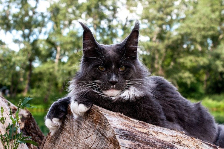 Североамериканский какомицли