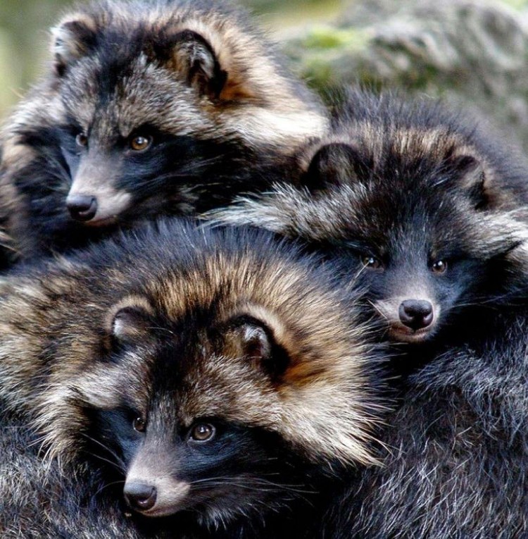 Мейн кун серебристый