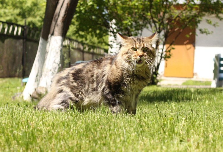 Мейн кун енотовидная кошка