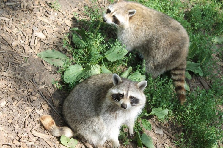 Кошка похожая на енота