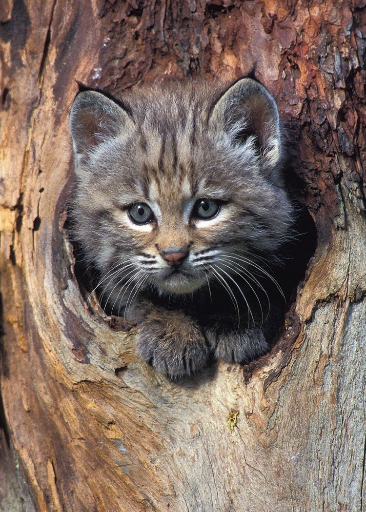 Енотовидная кошка в природе