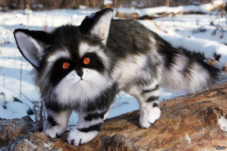 Американская енотовидная кошка