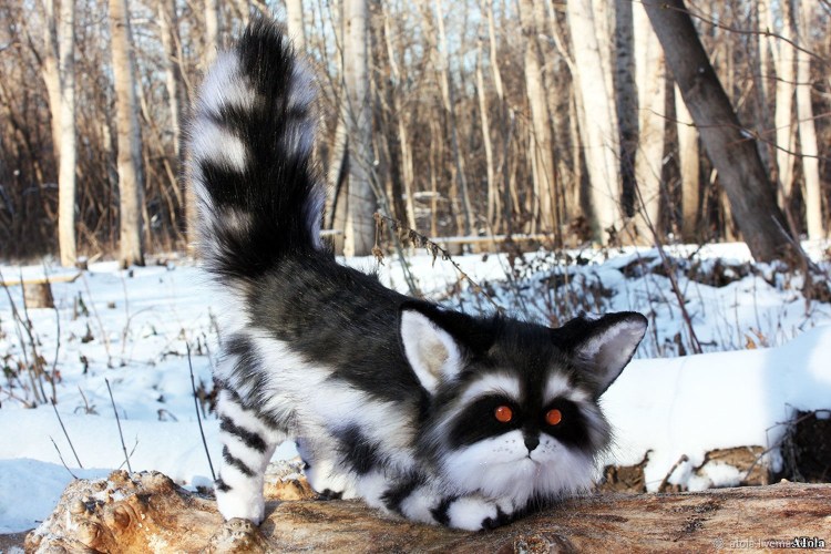 Енот и кошка