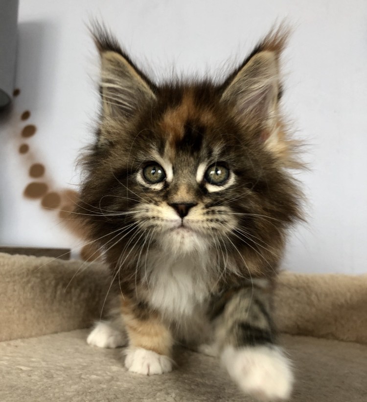 Енотовидная вислоухая кошка