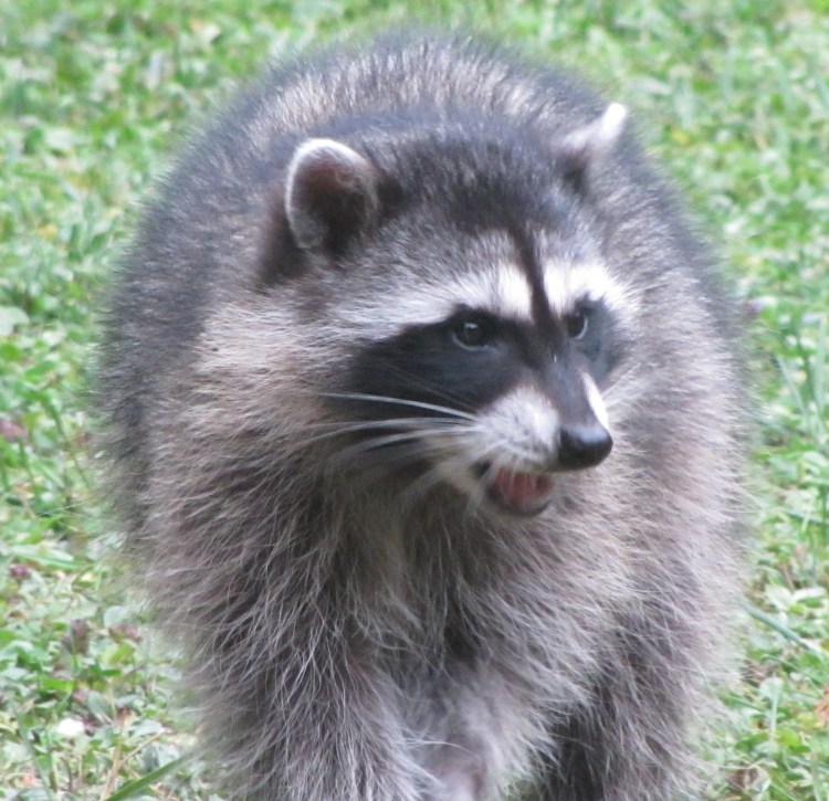 Дикие кошки в природе