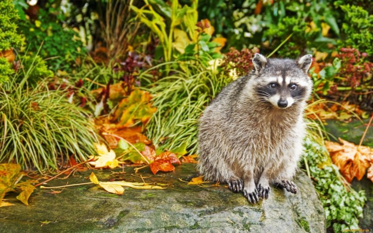 Мейн кун енотовидная кошка