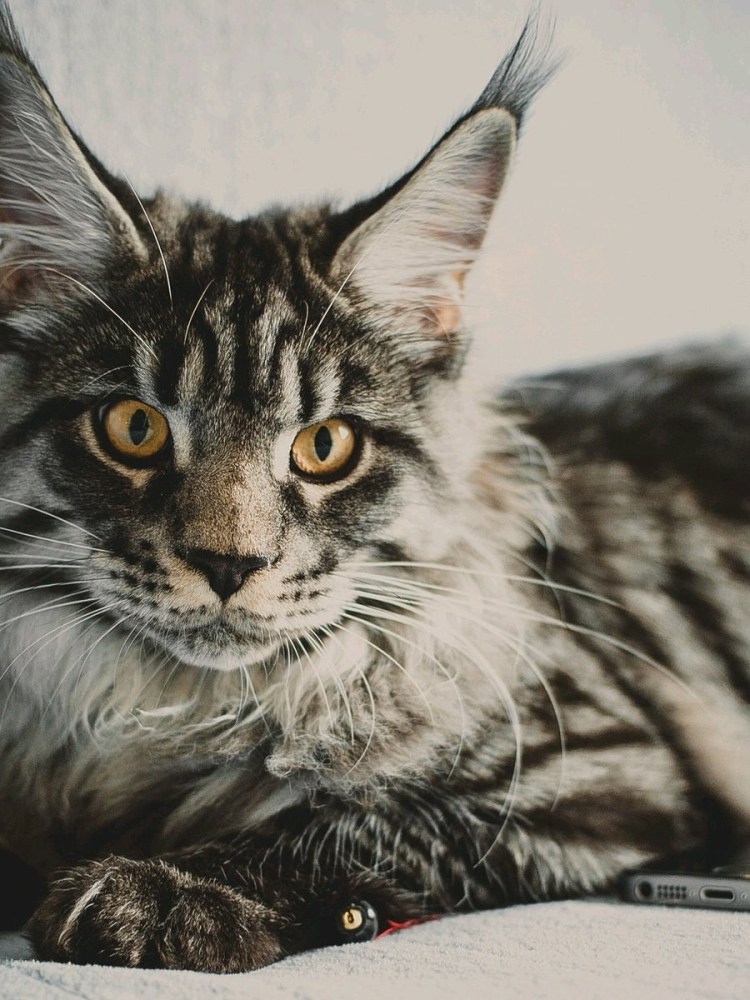 Енотовидная собака