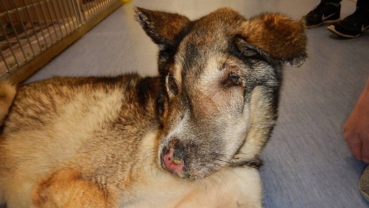 Шишечка на холке у собаки