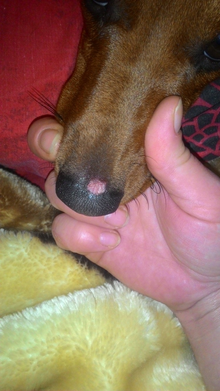 Шишечки на лапе у собаки