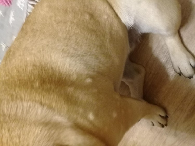 Черные штуки на сосках собаки