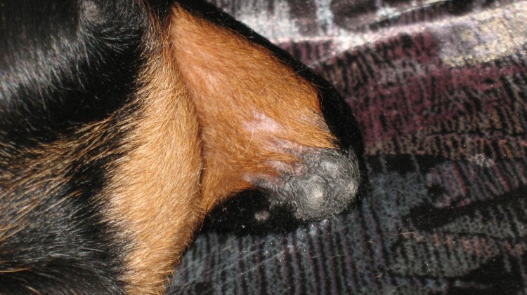 Лимфоэкстравазат ретривер