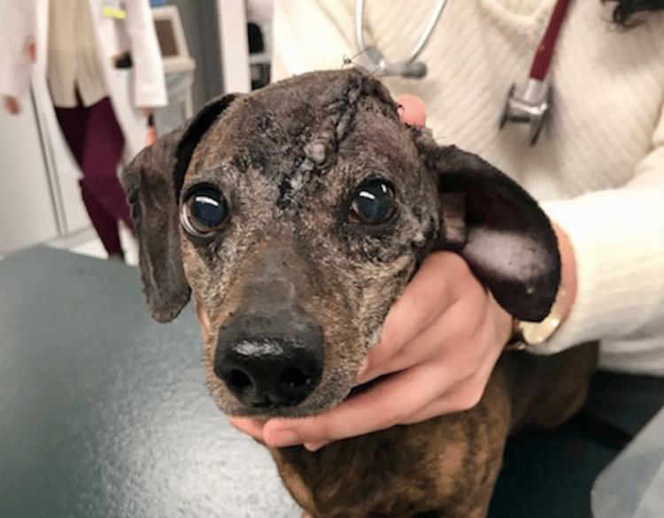 Опухоль у собаки около соска