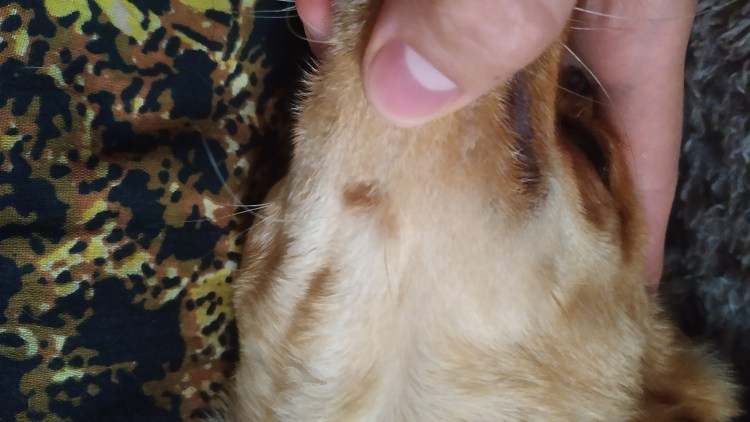 Раздражение от укуса блох у собаки