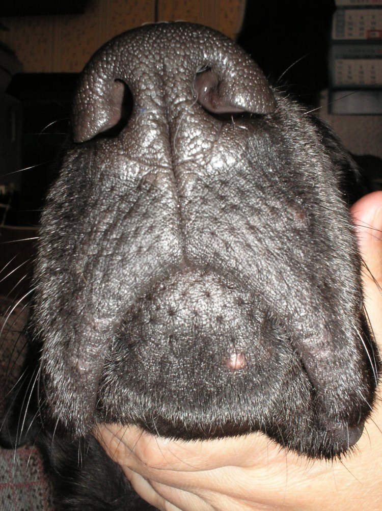 Шишка под кожей у собаки