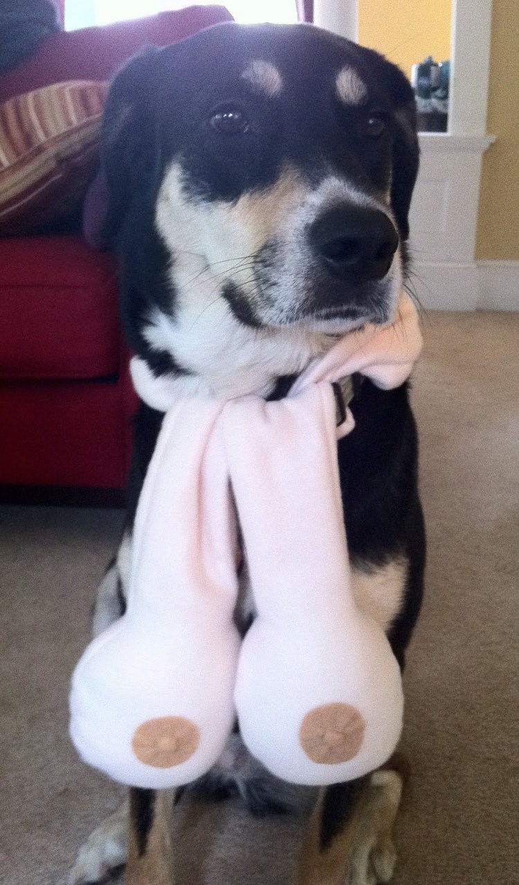 Листовидная пузырчатка у собак