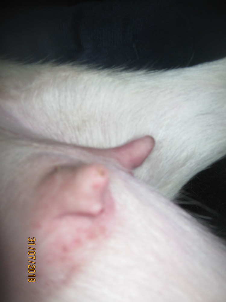 Опухоль на пузе у собаки