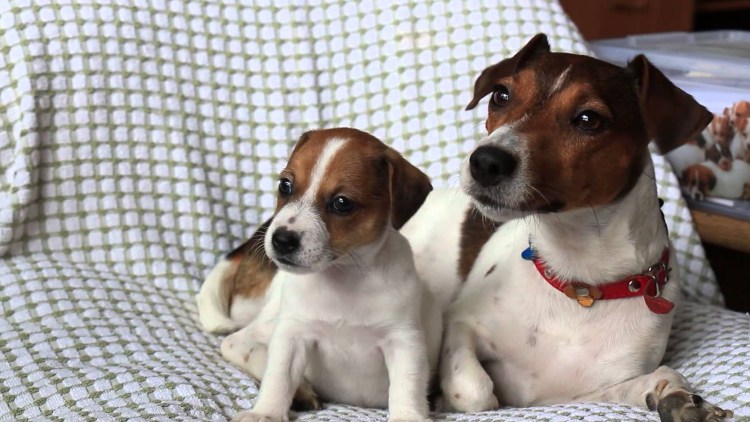 Золотистый ретривер в лесу