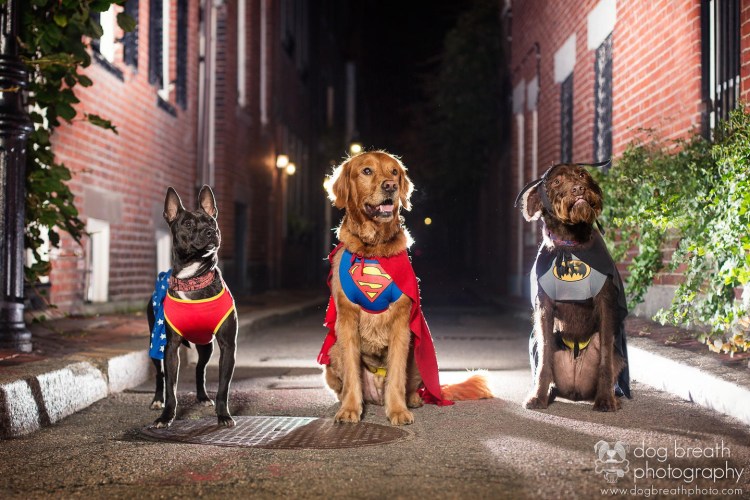 Щенки небольших собак