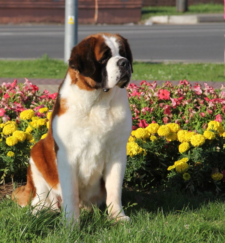 Малыш и Карлсон мультфильм 1968