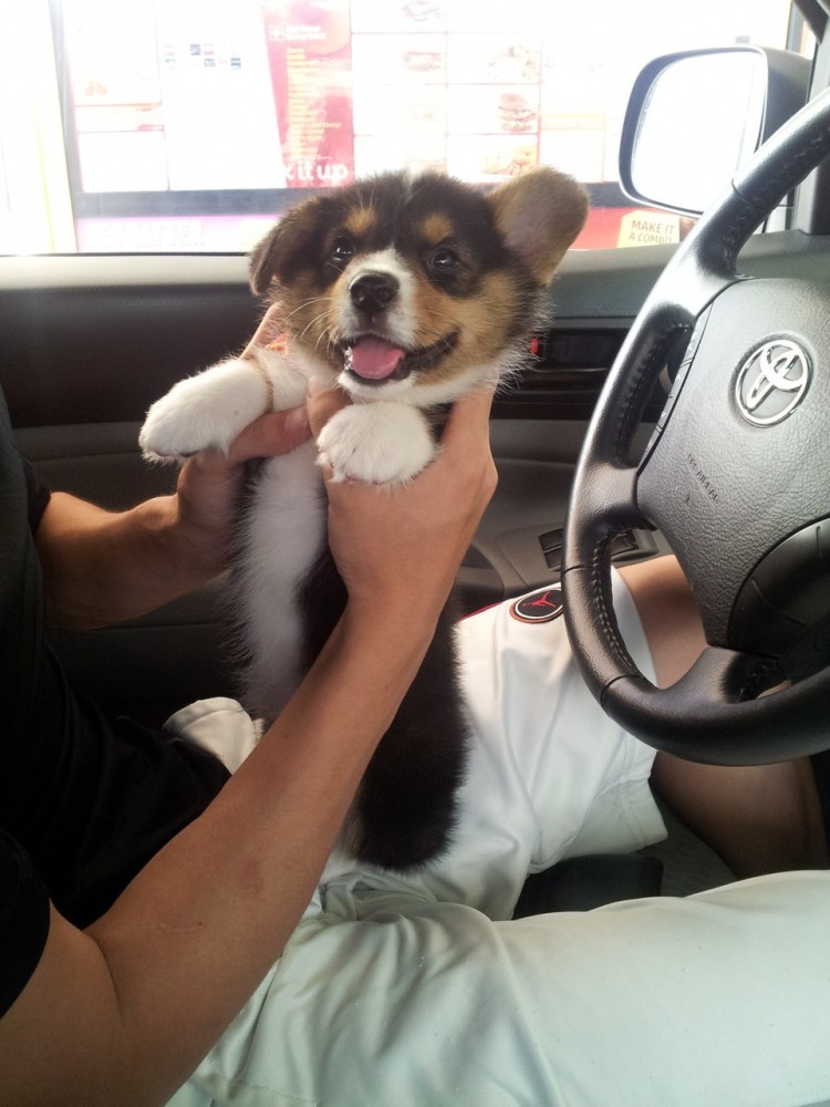 Карлсон который живёт на крыше мультфильм