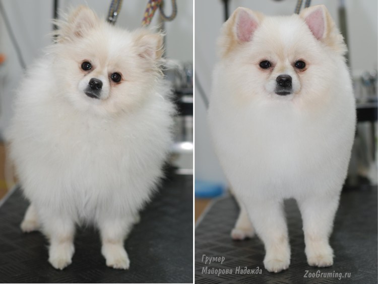 Немецкий шпиц белый стрижка